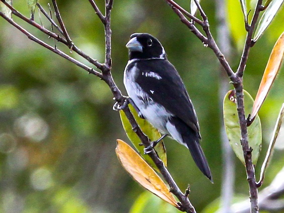 Galería Birding Colombia Andes to Orinoco 565x424