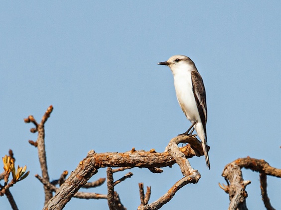 Galería Birds and WL Pantanal & Cerrado (set dept.) 565x424
