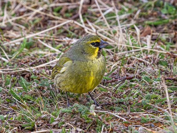 Galería Birding SW Patagonia and TdF 565x424