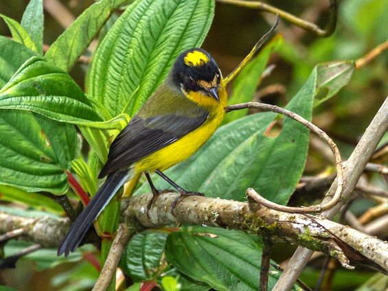 Galería Birding Colombia Andes to Santa Marta 565x424
