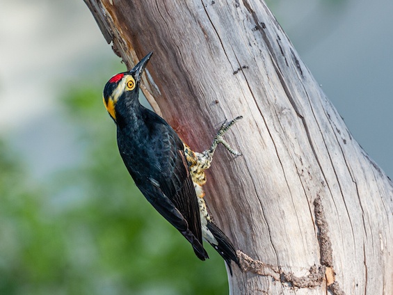 Galería Birding Pantanal & Cerrado 565x424