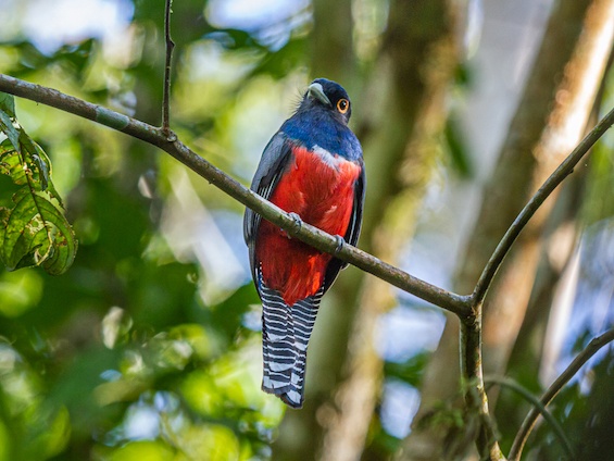 Galería Birds & Wildlife Southern Peru 565x424