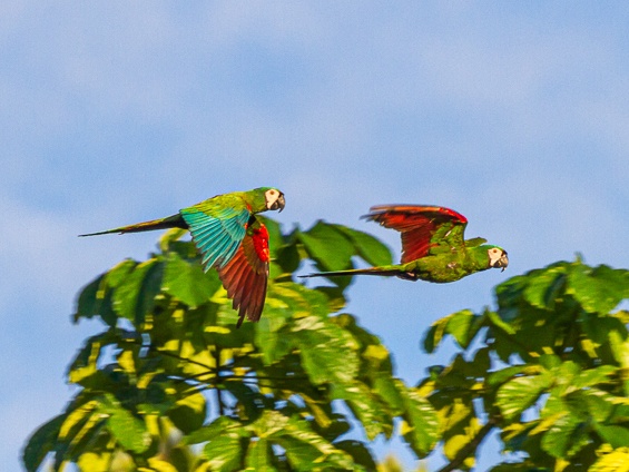 Galería Birds & Wildlife Southern Peru 565x424