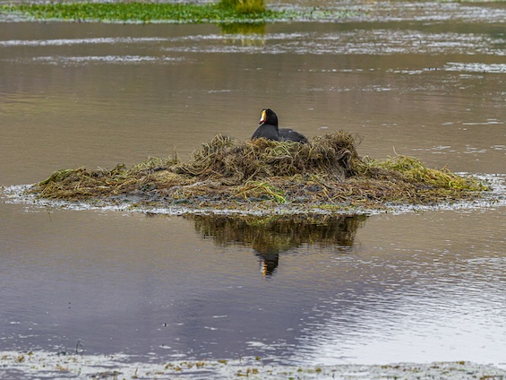 Galería Birds & Wildlife Southern Peru 565x424