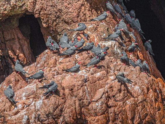 Galería Birds & Wildlife Southern Peru 565x424