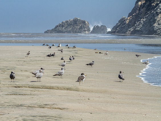 Galería Birds & Wildlife Southern Peru 565x424