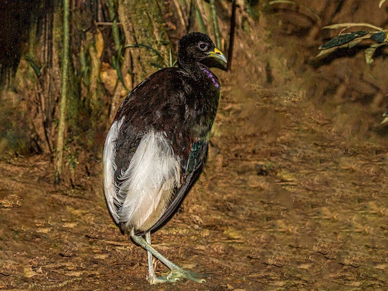 Galería Birds & Wildlife Southern Peru 565x424