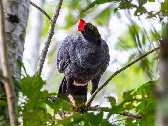 Galería Birds & Wildlife Southern Peru 565x424