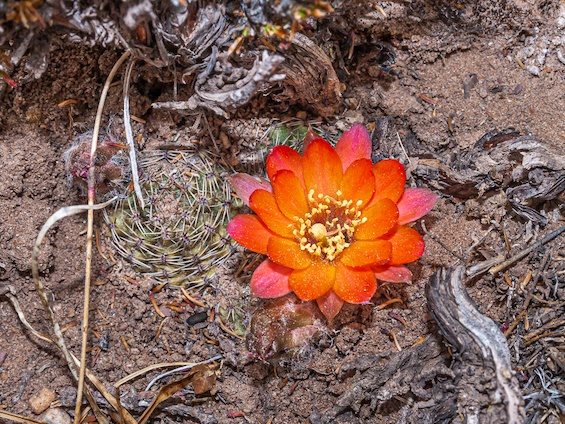 Galería Cacti of Northwestern Argentina 565x424