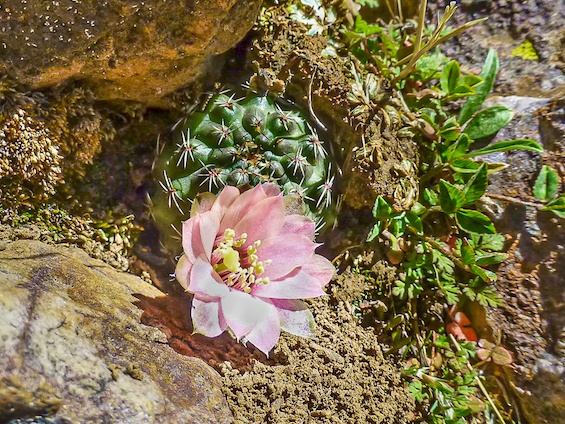 Galería Cacti of Bolivia 565x424