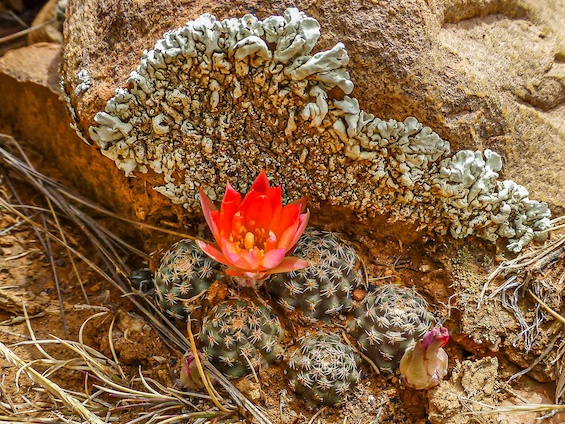 Galería Cacti of Bolivia 565x424