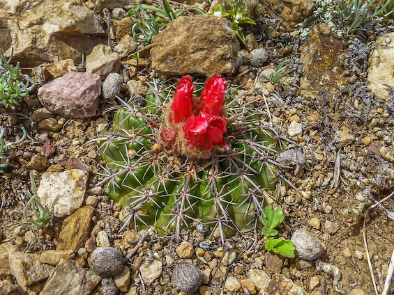 Galería Cacti of Bolivia 565x424