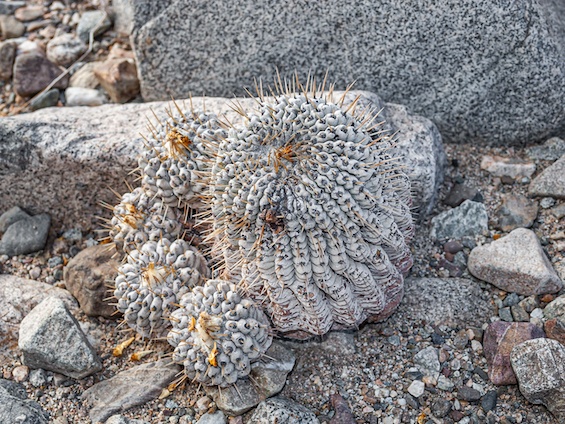 Galería Cacti of Chile 565x424