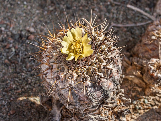 Galería Cacti of Chile 565x424