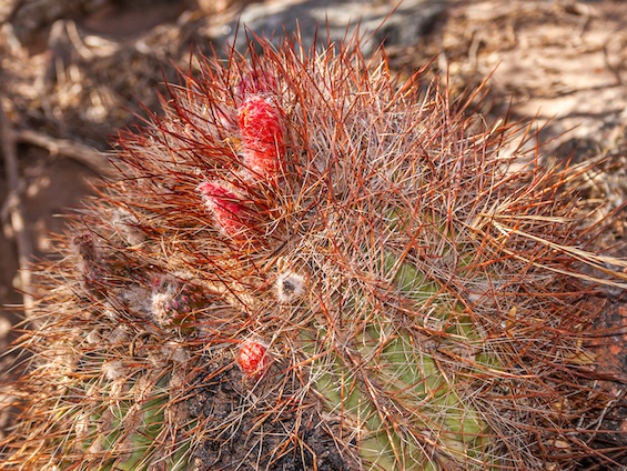Galería Cacti of Northwestern Argentina 565x424