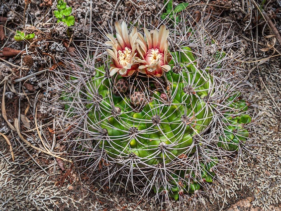 Galería Cacti of Northwestern Argentina 565x424