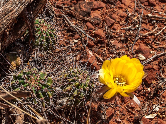 Galería Cacti of Northwestern Argentina 565x424