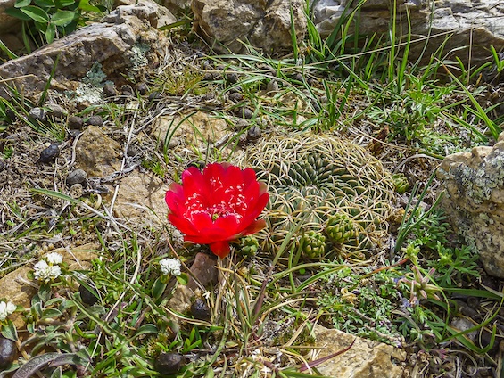 Galería Cacti of Bolivia 565x424
