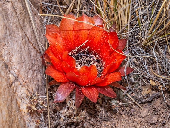 Galería Cacti of Northwestern Argentina 565x424
