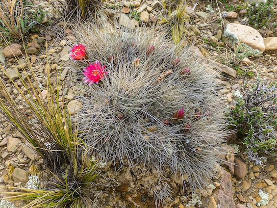 Galería Cacti of Bolivia 565x424