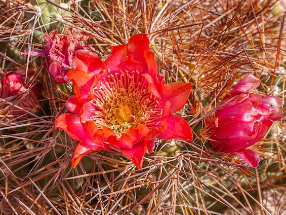 Galería Cacti of Chile 565x424