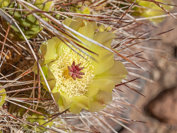Galería Cacti of Chile 565x424