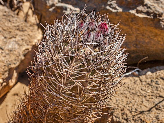 Galería Cacti of Chile 565x424