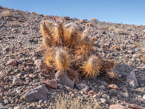 Galería Cacti of Chile 565x424