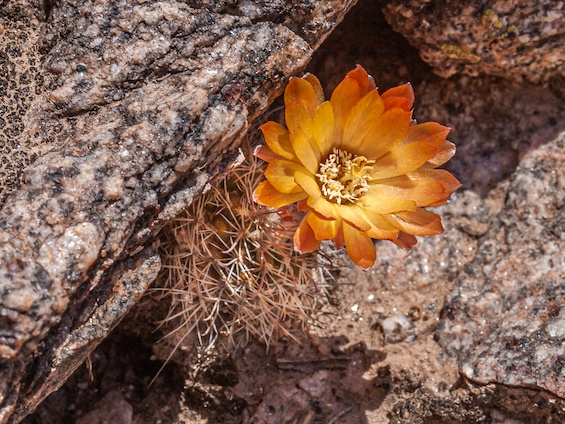 Galería Cacti of Northwestern Argentina 565x424