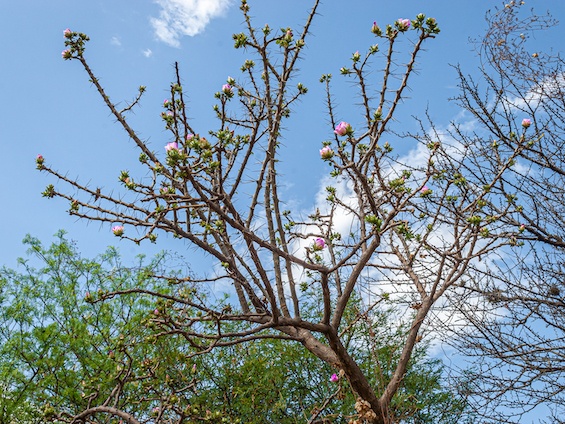 Galería Cacti of Northwestern Argentina 565x424