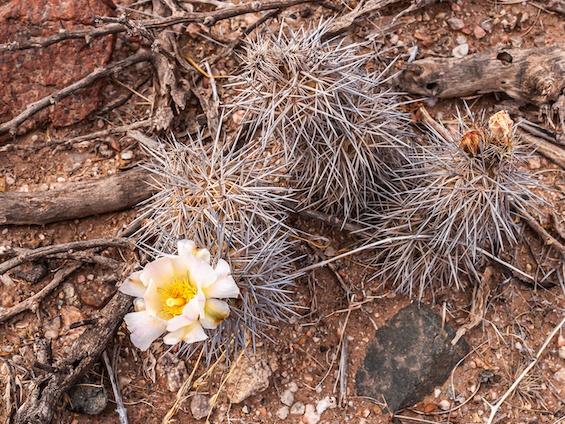 Galería Cacti of Northwestern Argentina 565x424