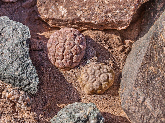 Galería Cacti of Northwestern Argentina 565x424