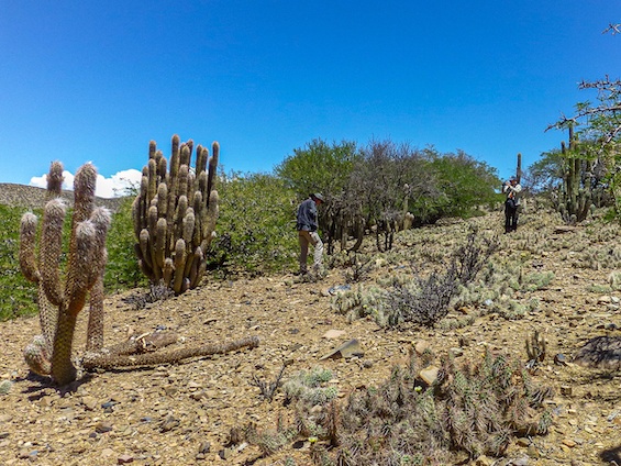 Galería Cacti of Bolivia 565x424