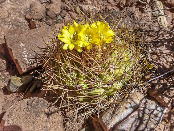 Galería Cacti of Bolivia 565x424