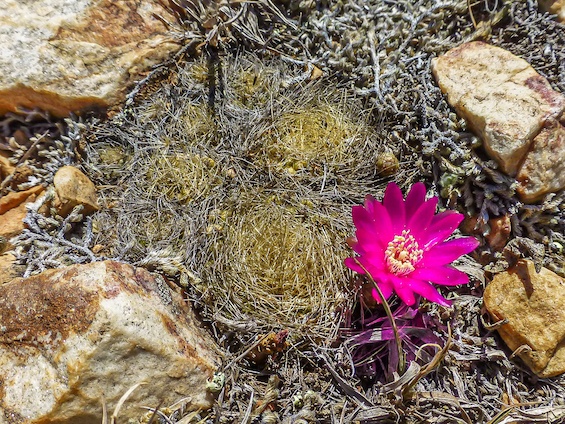Galería Cacti of Bolivia 565x424