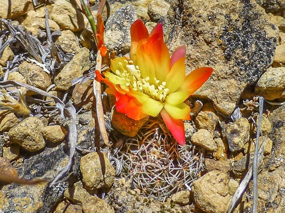 Galería Cacti of Bolivia 565x424