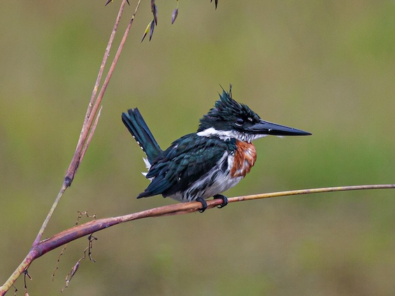 Galería Birding Northern Pampas 565x424