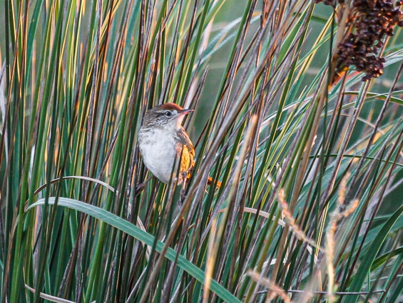 Galería Birding Southern Pampas 565x424