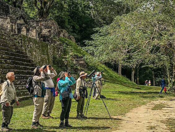 Galería Birds and WL Belize and Tikal 565x424