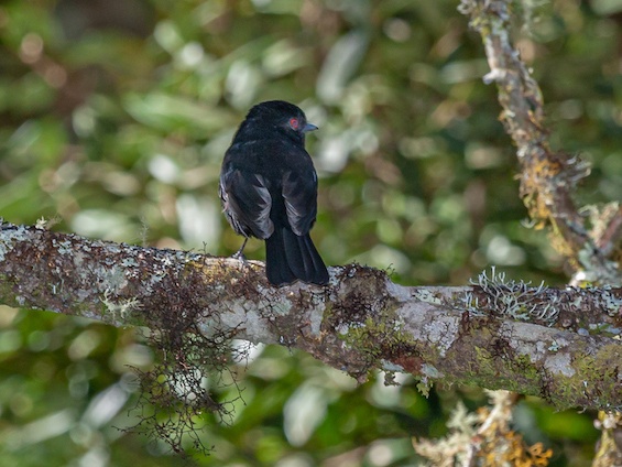 Galería Birding Northern Pampas 565x424