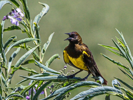 Galería Birding Southern Pampas 565x424
