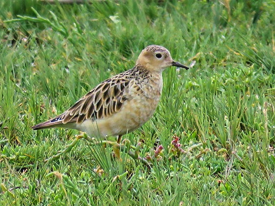 Galería Birding Southern Pampas 565x424