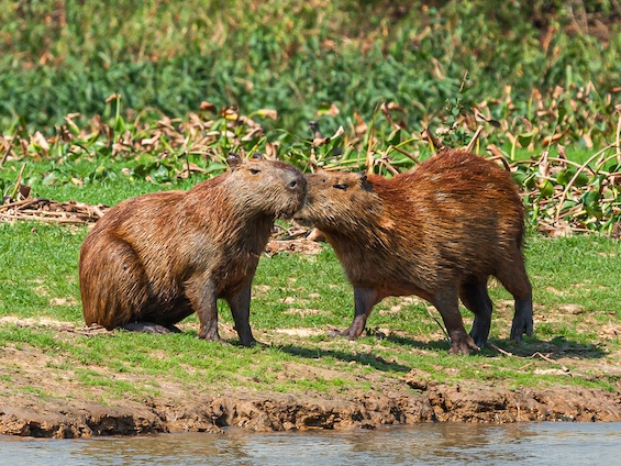 Galería Wildlife of NE Argentina 565x424