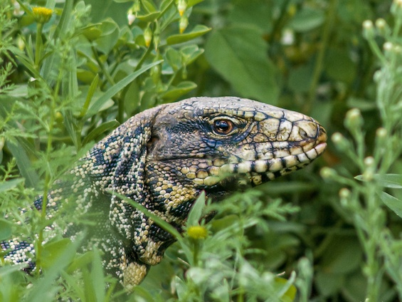 Galería Wildlife of NE Argentina 565x424