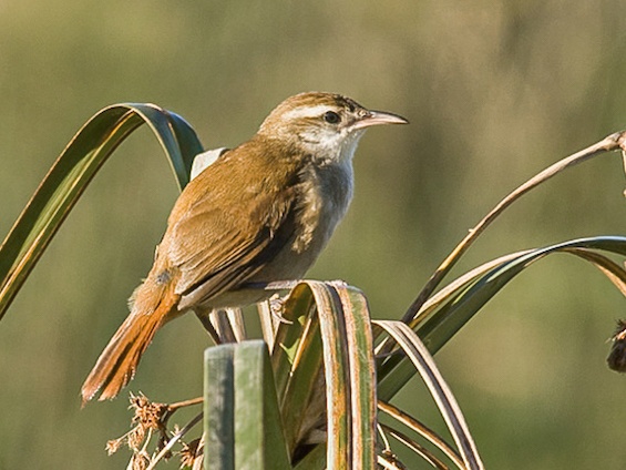 Galería Birding Southern Pampas 565x424