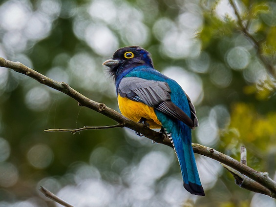 Galería Birds and WL Belize and Tikal 565x424