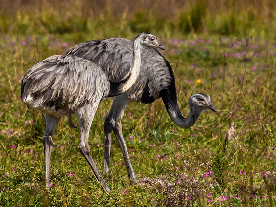 Galería Wildlife of NE Argentina 565x424