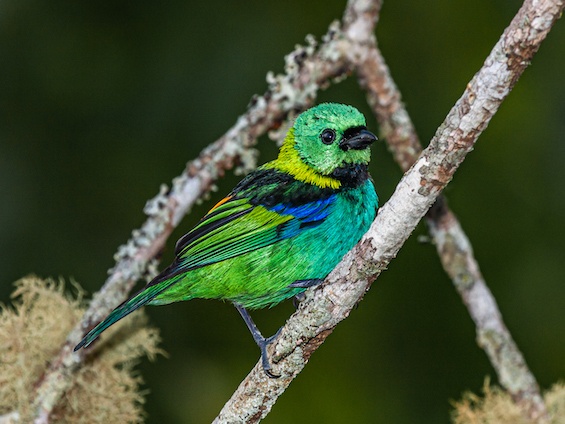 Galería Iguazú National Park 565x424