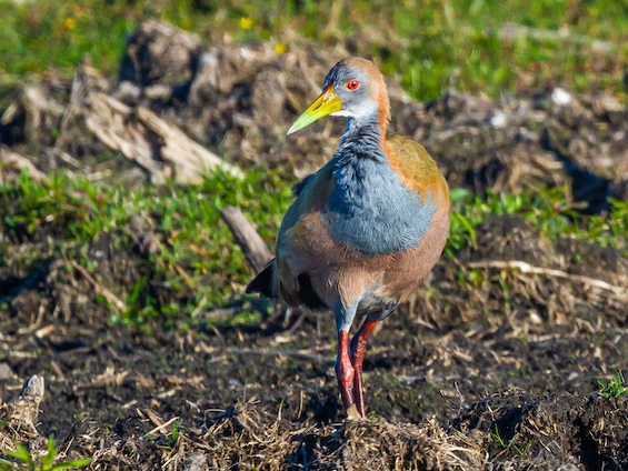 Galería Birding Northern Pampas 565x424