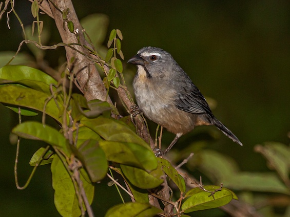 Galería Birding Northern Pampas 565x424